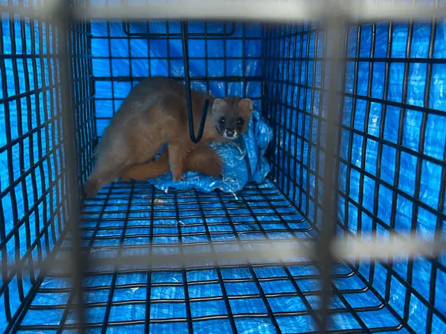 害獣駆除ハクビシン・アライグマ・イタチ　【対応地域外も相談OK】全面施工で再発0サービスの画像