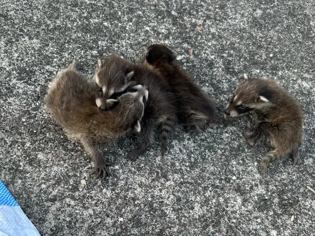 害獣駆除ハクビシン・アライグマ・イタチ　【対応地域外も相談OK】全面施工で再発0サービスの画像