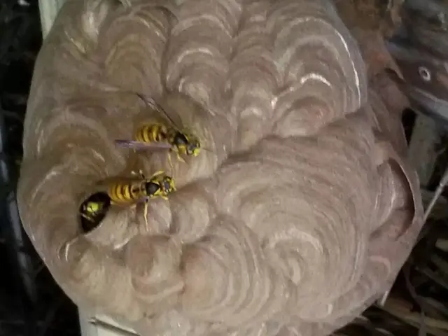 ◎国家資格【防除作業監督者資格有】◎営業時間外・対応地域外でもご要望お聞きしますサービスの画像