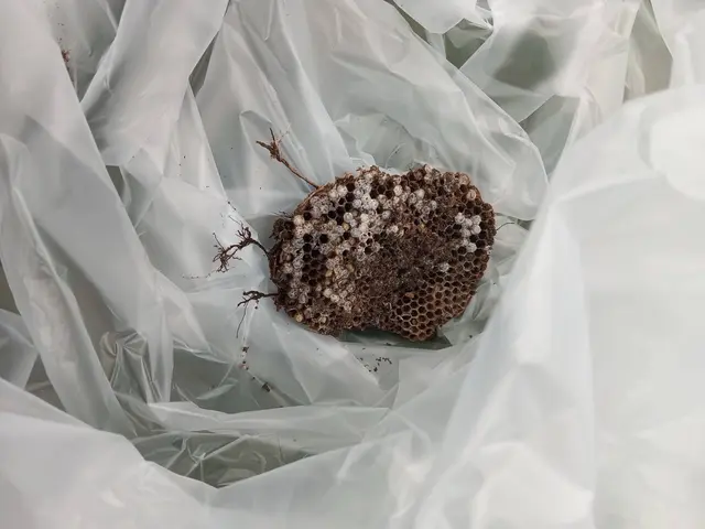 店長訪問◎即日対応可！法人実績多数の安心・安全蜂の巣駆除サービスサービスの画像