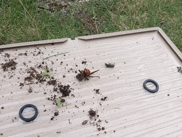 店長訪問◎即日対応可！法人実績多数の安心・安全蜂の巣駆除サービスサービスの画像