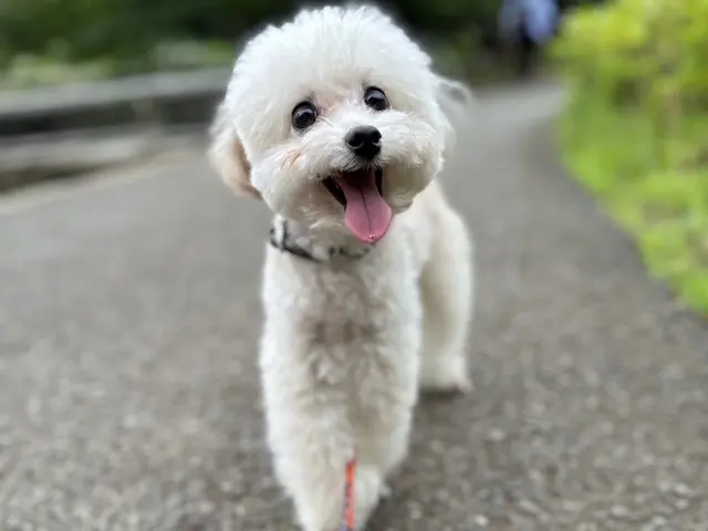 大手業務経験 100件以上の実績、安心のペットシッターサービス！サービスの画像