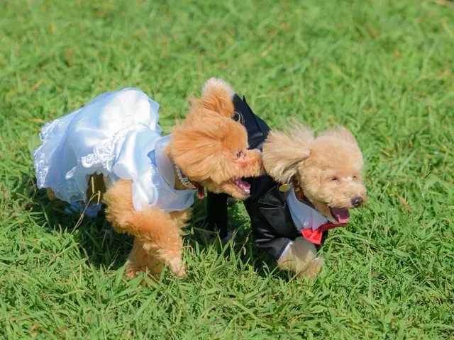 大手業務経験 100件以上の実績、安心のペットシッターサービス！サービスの画像