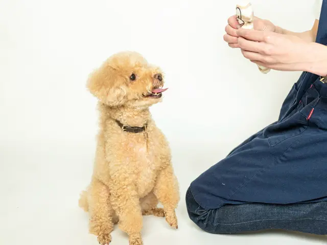 大手業務経験 100件以上の実績、安心のペットシッターサービス！サービスの画像