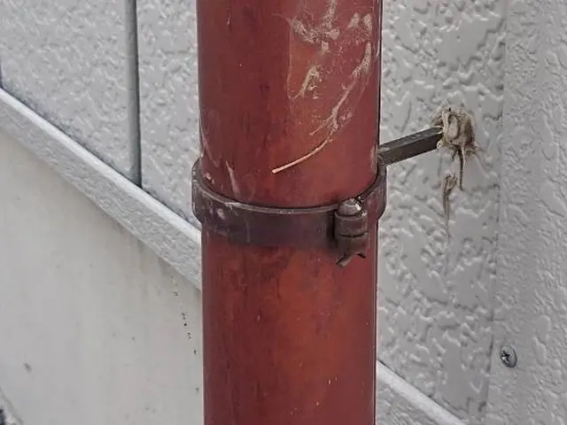 害獣駆除16年の実績！ハクビシン・アライグマ完全退治!!サービスの画像