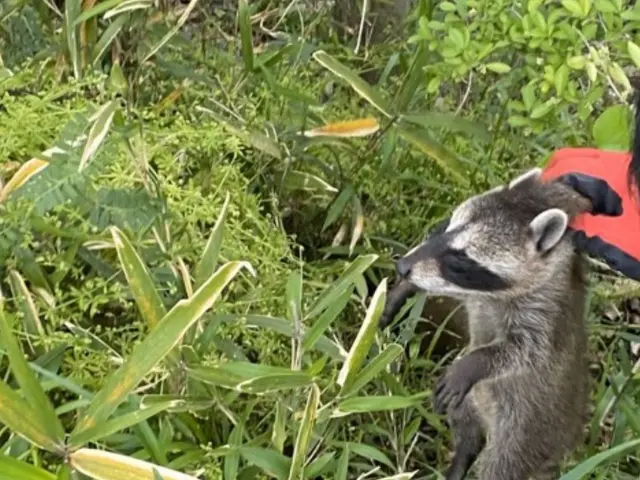 害獣駆除16年の実績！ハクビシン・アライグマ完全退治!!サービスの画像