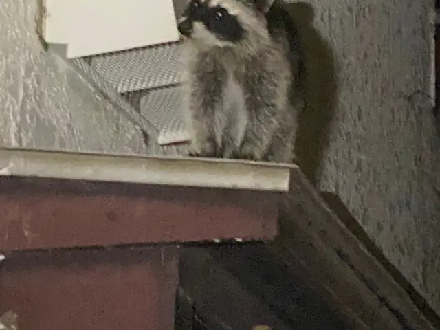 害獣駆除16年の実績！ハクビシン・アライグマ完全退治!!サービスの画像