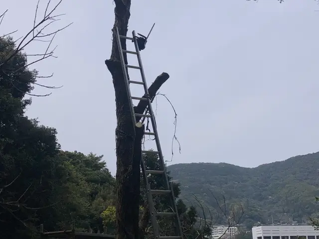 庭木や雑木をお片付けしましょうサービスの画像