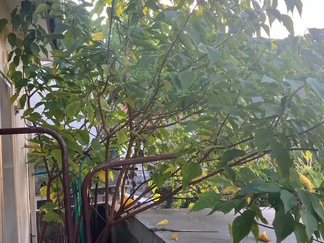 庭木や雑木をお片付けしましょうサービスの画像