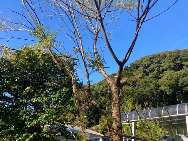 庭木や雑木をお片付けしましょうサービスの画像