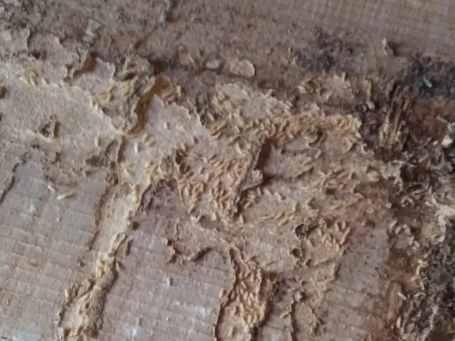 日本しろあり対策協会認定の業界歴10年以上の有資格者が責任もって施工致します。サービスの画像