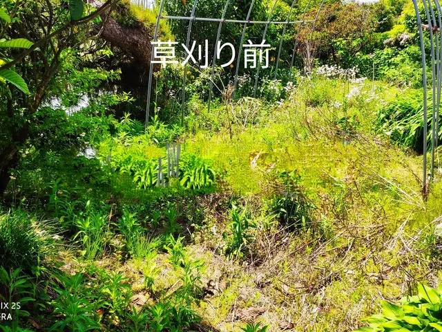 草刈り(草刈り機)、芝刈りサービスの画像