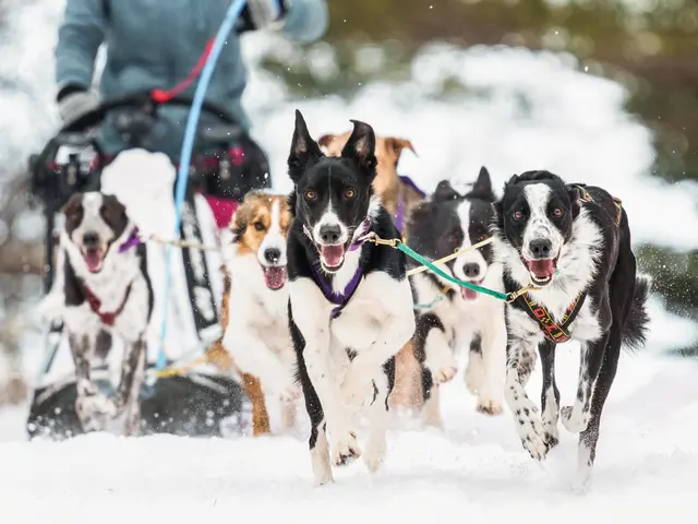 【新規出店キャンペーン価格！】実績豊富な写真家が軽井沢・蓼科エリアで愛犬撮影