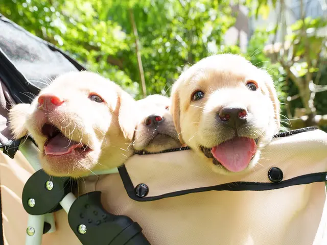 【軽井沢・蓼科エリアに強い愛犬撮影】実績豊富な写真家がワンプライスで！