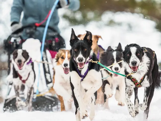 【軽井沢・蓼科エリアに強い愛犬撮影】実績豊富な写真家がワンプライスで！