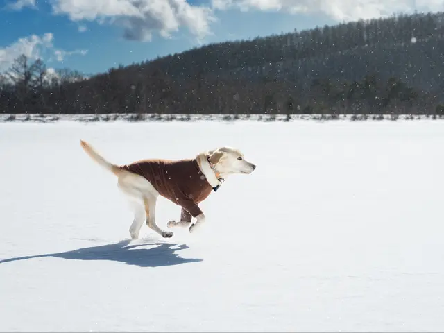 【軽井沢・蓼科エリアに強い愛犬撮影】実績豊富な写真家がワンプライスで！