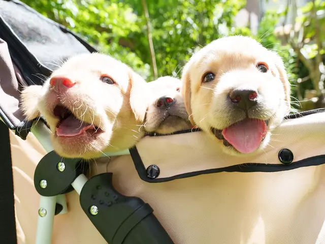 【新規出店キャンペーン価格！】実績豊富な写真家が軽井沢・蓼科エリアで愛犬撮影