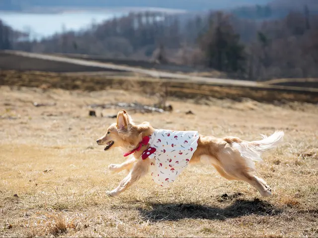 【特別価格！2時間まで18,000円均一】愛犬雑誌連載等のプロ◇軽井沢・蓼科