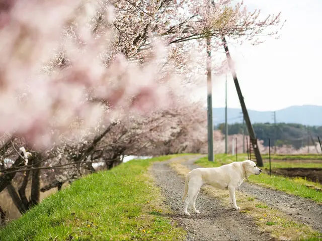 【新規出店キャンペーン価格！】実績豊富な写真家が軽井沢・蓼科エリアで愛犬撮影