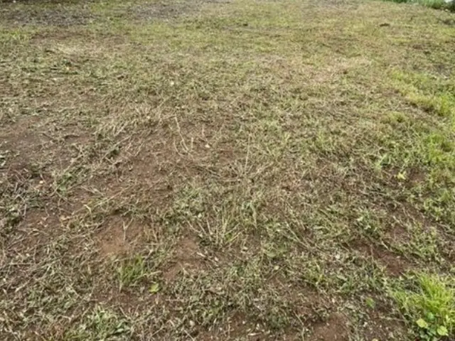 ★クレカ対応★草刈りや越境してる剪定・伐採もお受けします！サービスの画像