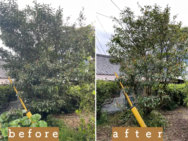 庭木のお手入れいたします。サービスの画像