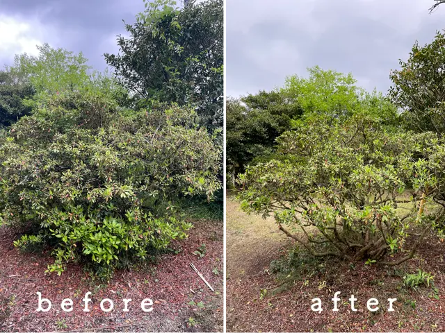 庭木のお手入れいたします。サービスの画像