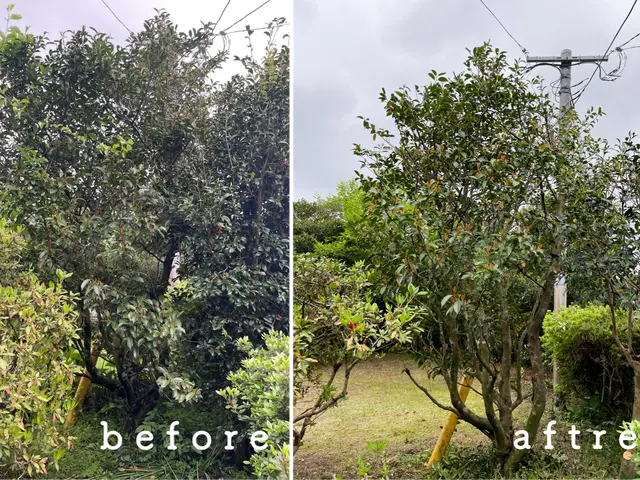 庭木のお手入れいたします。サービスの画像