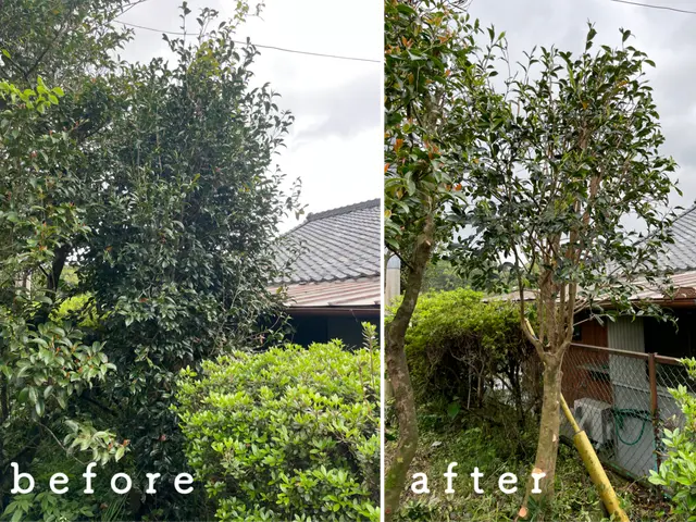 庭木のお手入れいたします。サービスの画像