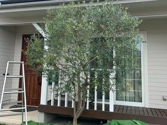 [くらしのマーケット]始めました！丁寧な庭木の剪定はお任せください。サービスの画像