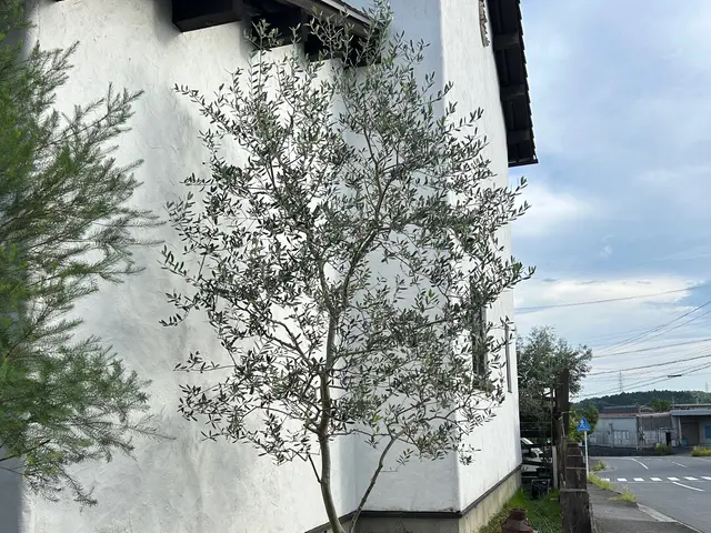 [くらしのマーケット]始めました！丁寧な庭木の剪定はお任せください。サービスの画像