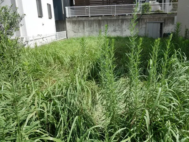外注作業一切なし　お庭の雑草・草刈り　丁寧に作業しますサービスの画像