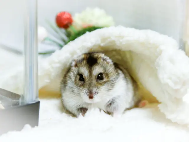 うちの子きゅんフォト