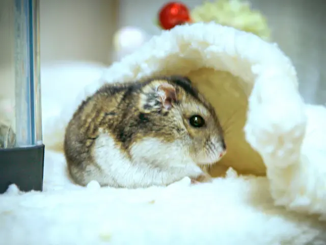 うちの子きゅんフォト