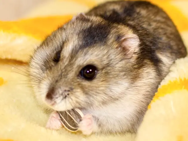 うちの子きゅんフォト