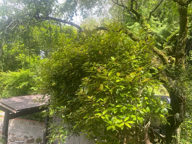 【剪定・生垣の刈込】植木１本から承ります。お客様のご要望に応じた作業を致します。サービスの画像