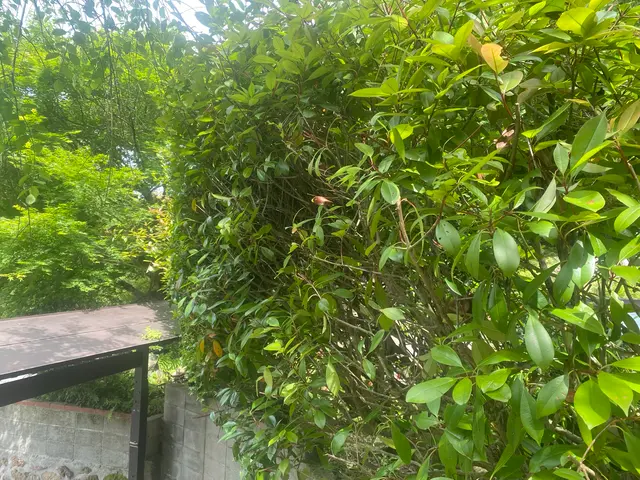 【剪定・生垣の刈込】植木１本から承ります。お客様のご要望に応じた作業を致します。サービスの画像