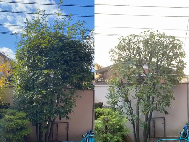 困っていませんか？伸びすぎた樹木！『庭木お手入れ、伐採専門店』サービスの画像