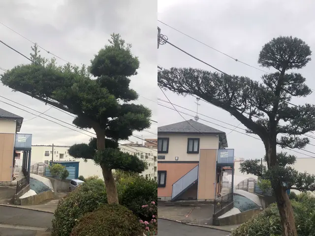 困っていませんか？伸びすぎた樹木！『庭木お手入れ、伐採専門店』サービスの画像