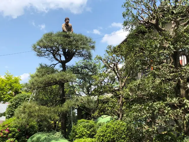 困っていませんか？伸びすぎた樹木！『庭木お手入れ、伐採専門店』サービスの画像