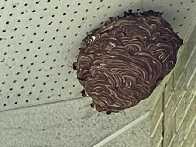 【怖い蜂の巣をすぐに駆除◎アシナガバチ8,800円◎スズメバチ駆除11,000円サービスの画像