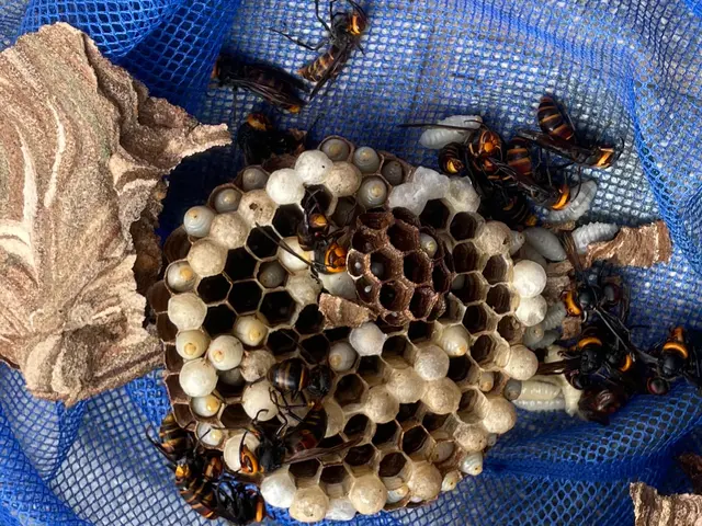 【怖い蜂の巣をすぐに駆除◎アシナガバチ8,800円◎スズメバチ駆除11,000円サービスの画像