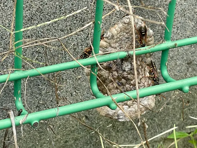 【怖い蜂の巣をすぐに駆除◎アシナガバチ8,800円◎スズメバチ駆除11,000円サービスの画像