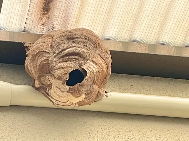 【怖い蜂の巣をすぐに駆除◎アシナガバチ8,800円◎スズメバチ駆除11,000円サービスの画像