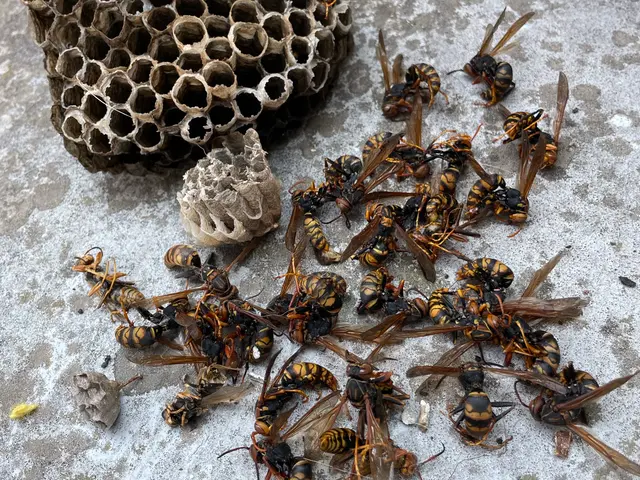 【怖い蜂の巣をすぐに駆除◎アシナガバチ8,800円◎スズメバチ駆除11,000円サービスの画像
