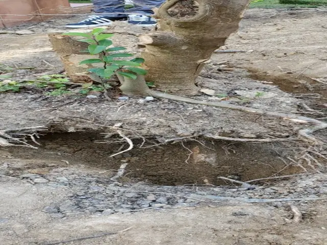 庭木の伐採・抜根 【複数5本以上40％割引】サービスの画像