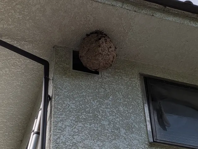 駆除だけじゃない。《ハチ生態の専門家》だから、適切な処置と説明で安心を届けます!サービスの画像