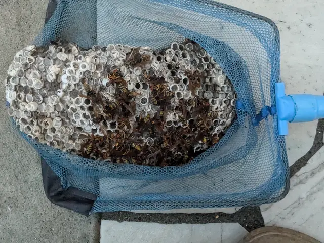 駆除だけじゃない。《ハチ生態の専門家》だから、適切な処置と説明で安心を届けます!サービスの画像