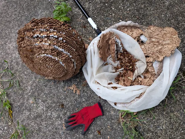 駆除だけじゃない。《ハチ生態の専門家》だから、適切な処置と説明で安心を届けます!サービスの画像