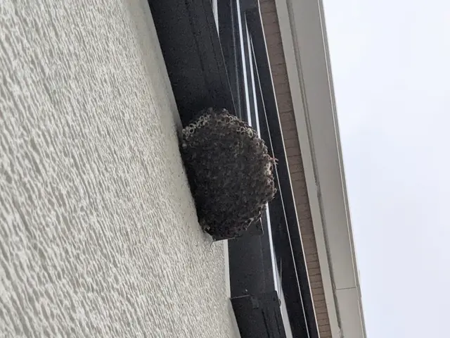 駆除だけじゃない。《ハチ生態の専門家》だから、適切な処置と説明で安心を届けます!サービスの画像