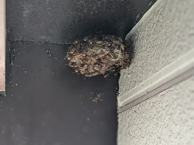 駆除だけじゃない。《ハチ生態の専門家》だから、適切な処置と説明で安心を届けます!サービスの画像